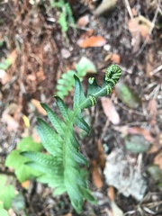 Polypodium californicum