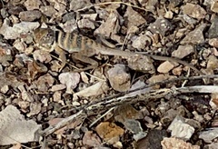 Crotaphytus bicinctores