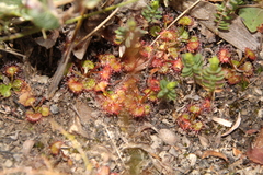 Drosera monticola
