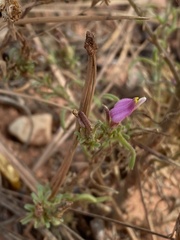 Cordylanthus parviflorus