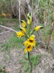 Chloraea gavilu