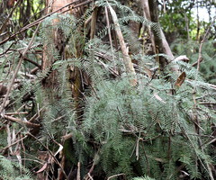 Gleichenia microphylla