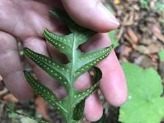 Polypodium californicum