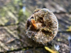 Lycogala flavofuscum