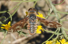 Poecilanthrax arethusa