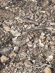 Crotaphytus bicinctores