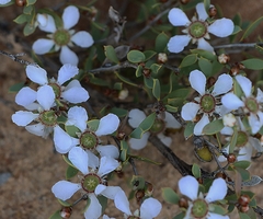 Leptospermum coriaceum
