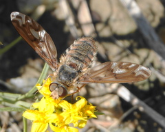 Poecilanthrax arethusa
