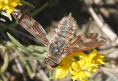 Poecilanthrax arethusa