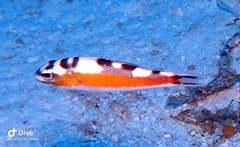 Serranus tabacarius