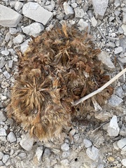 Arctomecon californica