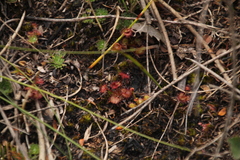 Drosera monticola