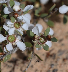 Leptospermum coriaceum