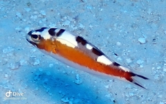 Serranus tabacarius