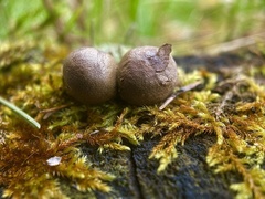 Lycogala flavofuscum