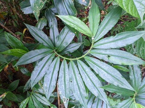 Costus lucanusianus