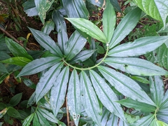 Costus lucanusianus
