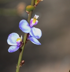 Comesperma scoparium