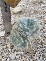 Arctomecon californica