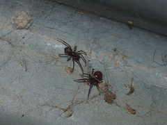 Steatoda borealis