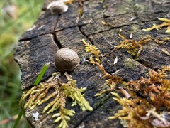 Lycogala flavofuscum