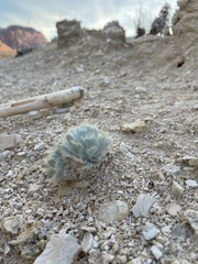 Arctomecon californica