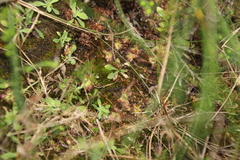 Drosera pulchella