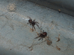 Steatoda borealis