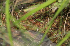 Drosera pulchella