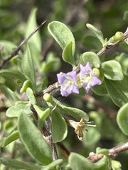 Lycium andersonii