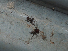 Steatoda borealis