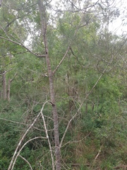Allocasuarina littoralis