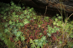 Drosera monticola