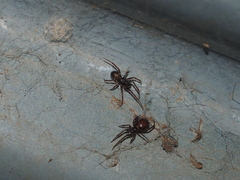 Steatoda borealis