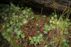 Drosera monticola