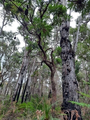 Banksia grandis