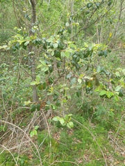 Petalostigma pubescens