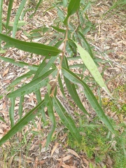 Angophora leiocarpa