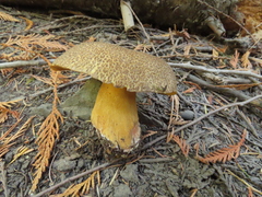 Xerocomellus rainisiae