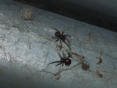 Steatoda borealis