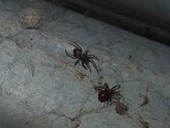 Steatoda borealis