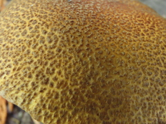 Xerocomellus rainisiae