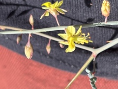 Hoffmannseggia microphylla