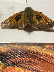 Atalopedes campestris