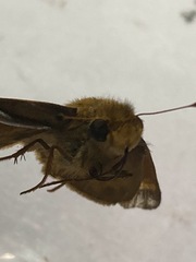 Atalopedes campestris