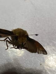 Atalopedes campestris