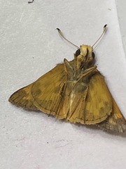 Atalopedes campestris