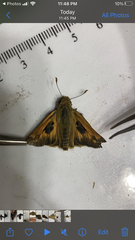 Atalopedes campestris