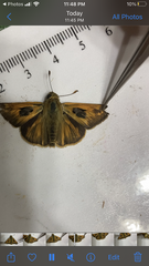 Atalopedes campestris