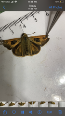 Atalopedes campestris